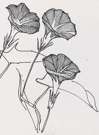 藏品:牽牛花的(1)張圖片