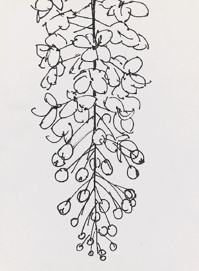 藏品:花的(1)張圖片