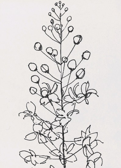 藏品:花的(1)張圖片