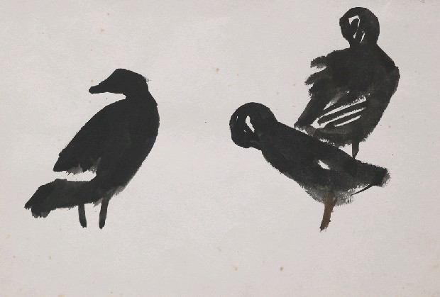 藏品:鴨的(1)張圖片