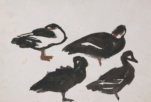 藏品:鴨的(1)張圖片