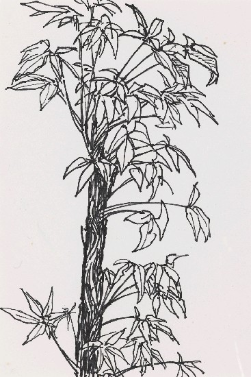 藏品:樹的(1)張圖片