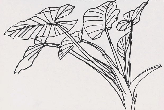 藏品:芋葉的(1)張圖片