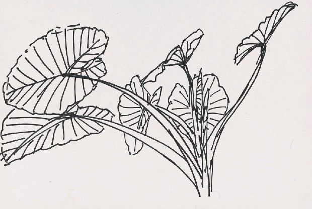 藏品:芋葉的(1)張圖片