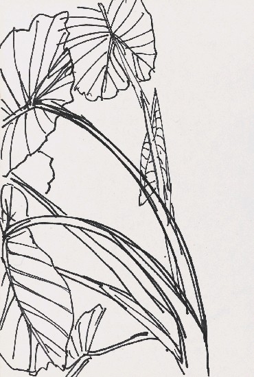 藏品:芋葉的(1)張圖片