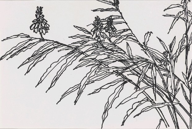 藏品:花的(1)張圖片