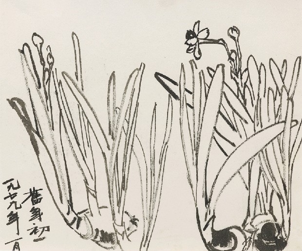 藏品:水仙的(1)張圖片