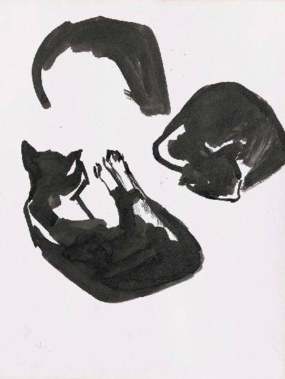 藏品:貓的(1)張圖片