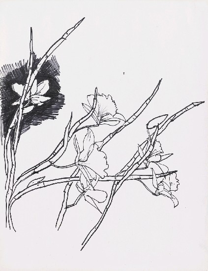 藏品:花的(1)張圖片