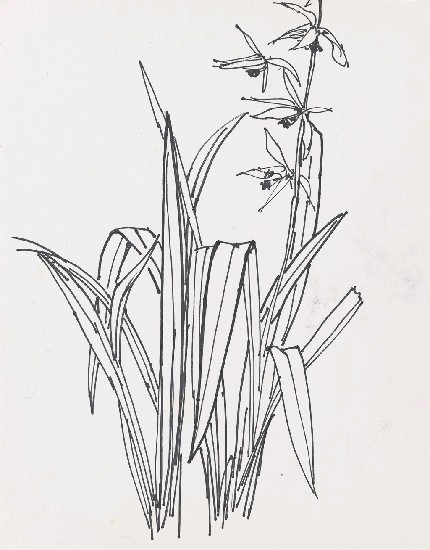 藏品:荷花的(1)張圖片