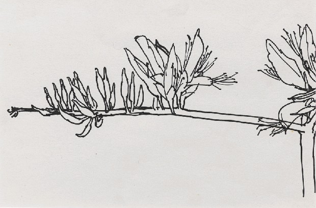 藏品:花的(1)張圖片