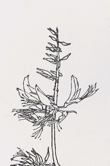 藏品:花的(1)張圖片