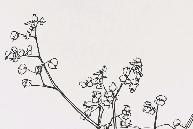 藏品:花的(1)張圖片