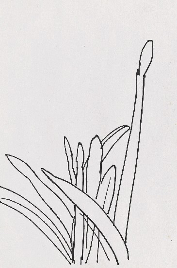 藏品:草的(1)張圖片