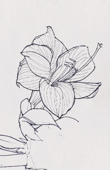 藏品:花的(1)張圖片