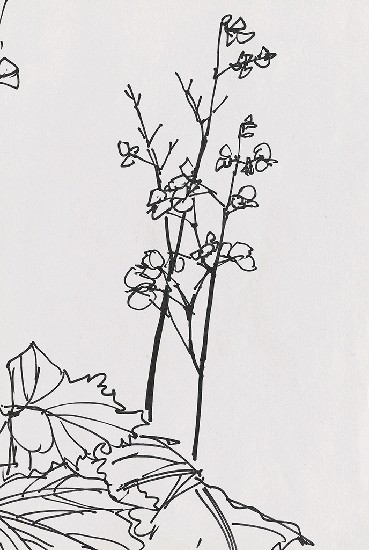 藏品:海棠花的(1)張圖片