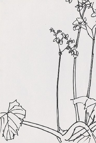 藏品:海棠花的(1)張圖片
