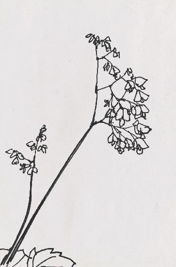 藏品:海棠花的(1)張圖片