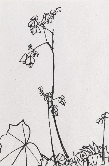 藏品:海棠花的(1)張圖片