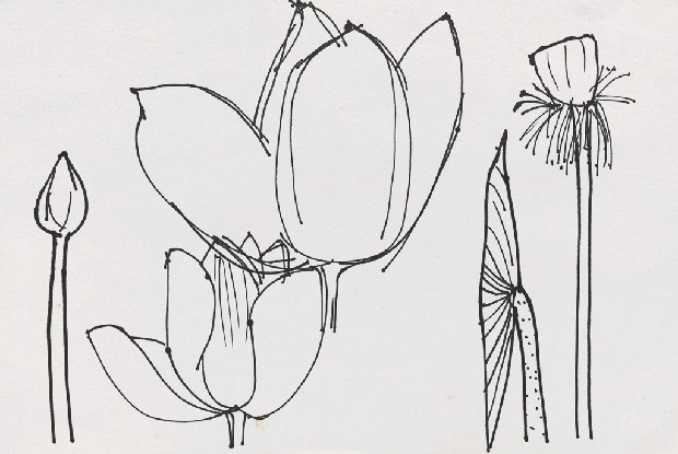 藏品:荷花的(1)張圖片