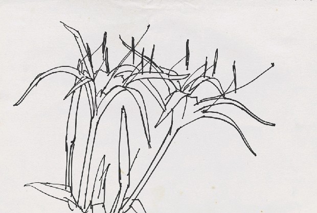 藏品:花的(1)張圖片