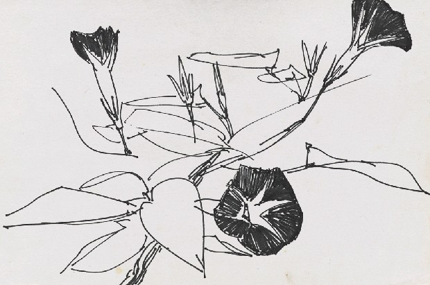 藏品:牽牛花的(1)張圖片