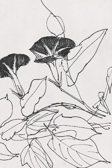 藏品:牽牛花的(1)張圖片