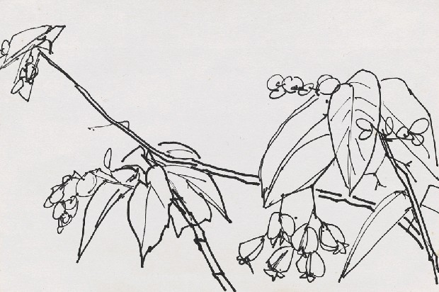 藏品:花的(1)張圖片