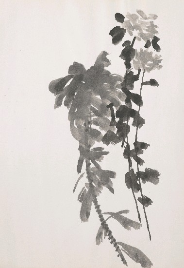 藏品:菊花的(1)張圖片