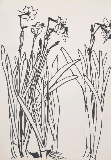 藏品:水仙花的(1)張圖片