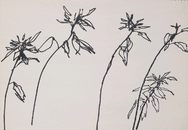 藏品:花的(1)張圖片