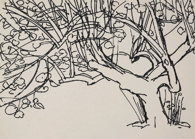 藏品:樹的(1)張圖片