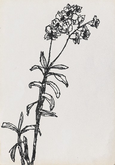 藏品:蘭花的(1)張圖片