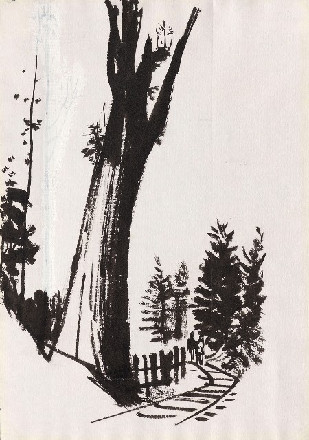 藏品:阿里山神木的(1)張圖片