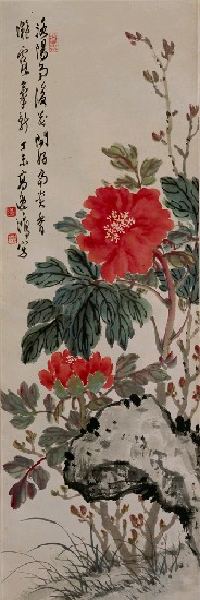 藏品:牡丹花的(1)張圖片