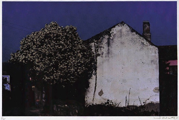 藏品:樹與牆(葡萄牙)的(1)張圖片