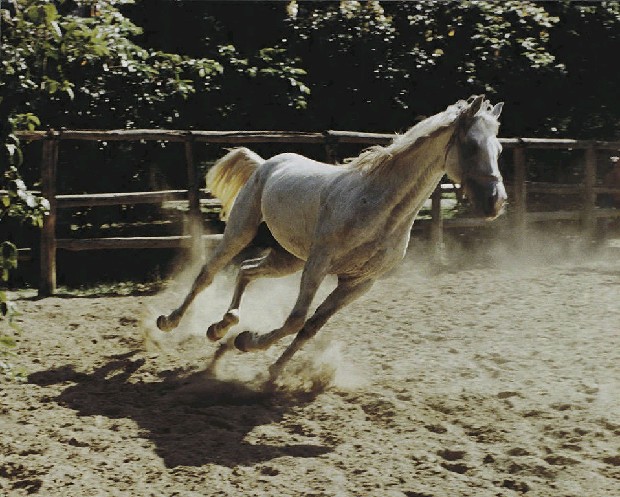 藏品:安曼雄姿的(1)張圖片