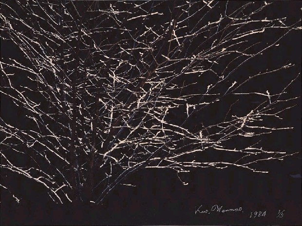 藏品:冬陽的(1)張圖片