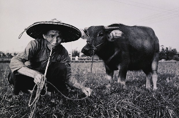 藏品:老牛與我的(1)張圖片