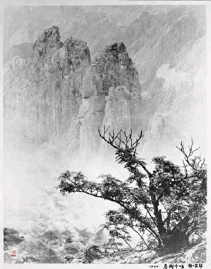 藏品:春樹奇峰的(1)張圖片