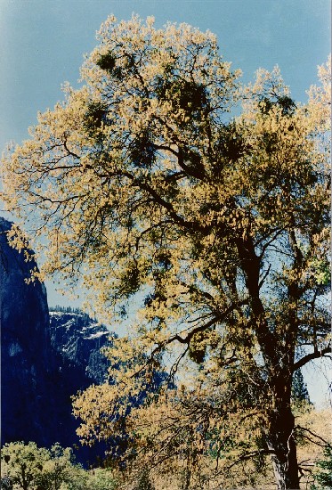 藏品:優詩美地 NO4的(1)張圖片