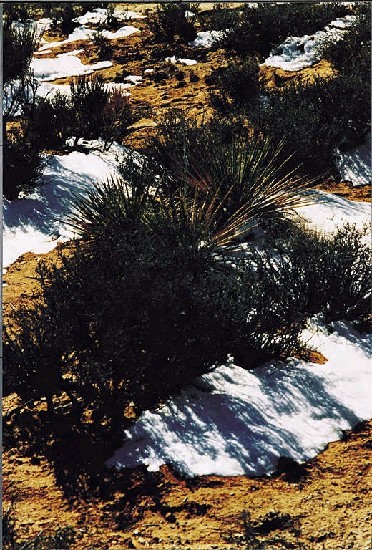 藏品:猶他州 NO2的(1)張圖片