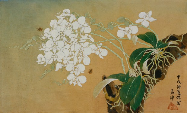 藏品:蘭花的(1)張圖片