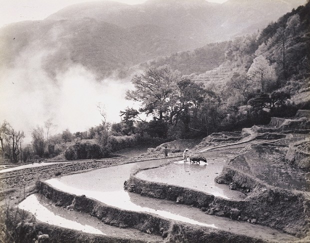 藏品:隴畝春耕白雲來的(1)張圖片