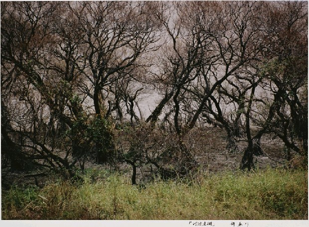 藏品:河邊老樹(臺灣. 石門水庫)的(1)張圖片