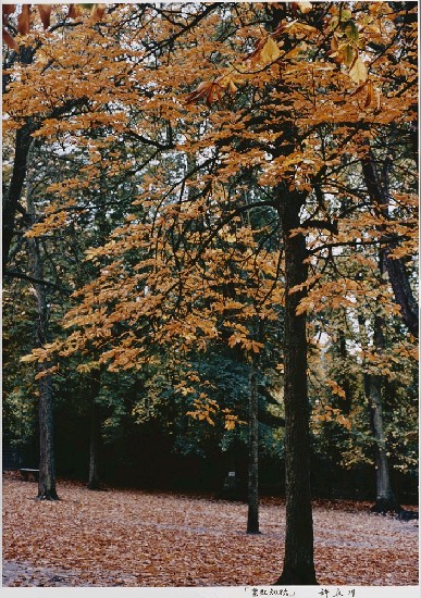 藏品:葉紅知秋(法國.巴黎)的(1)張圖片