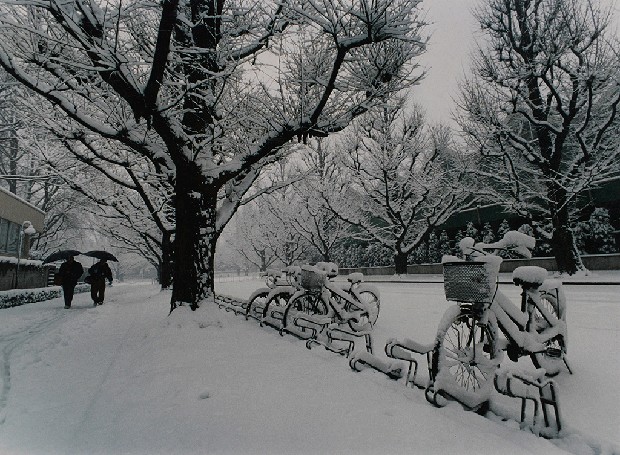 藏品:冬景的(1)張圖片