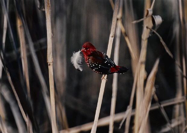 藏品:梅花雀的(1)張圖片