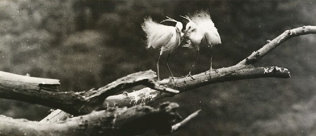 藏品:依戀的(1)張圖片