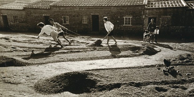 藏品:晒穀的(1)張圖片